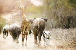 68279845 - group of unlikely south african safari animal friends walking away down a path together in kruger national park at sunrise.